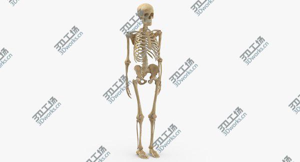 images/goods_img/20210312/Real Human Woman Skeleton Bones Anatomy With Intervertibral Disks 01 model/1.jpg